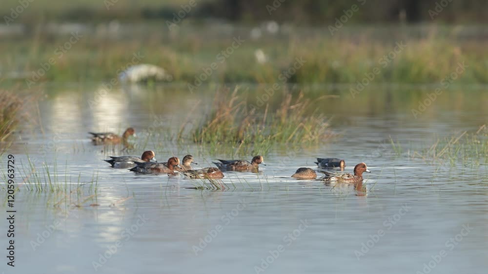 Eurasian Wigeon, Mareca penelope, birds on winter marshes Eurasian Wigeon, Mareca penelope, birds on winter marshes