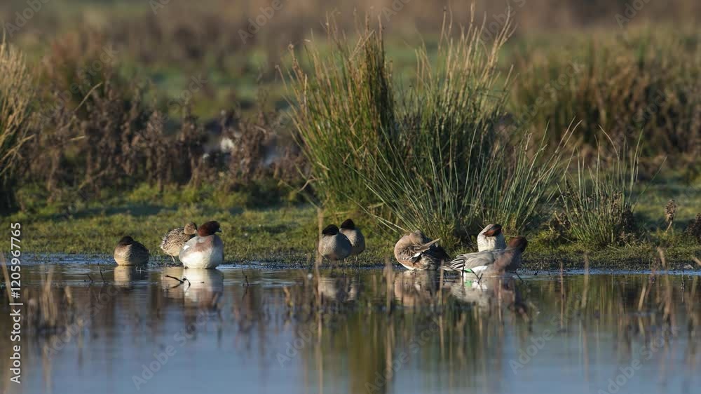 Eurasian Wigeon, Mareca penelope, birds on winter marshes Eurasian Wigeon, Mareca penelope, birds on winter marshes