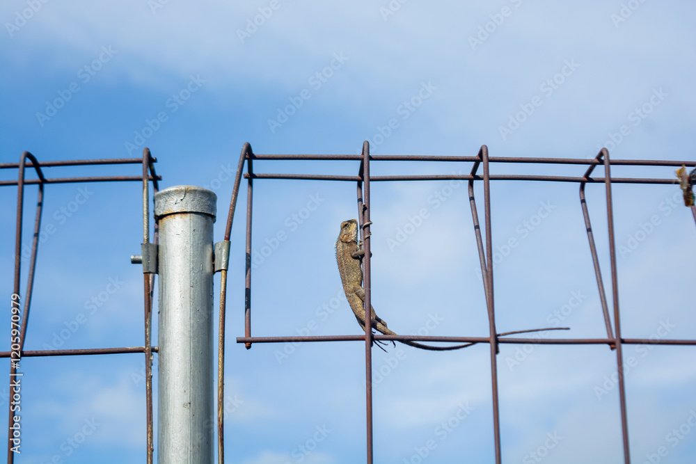 Large chameleon resting on iron fence Large chameleon resting on iron fence
