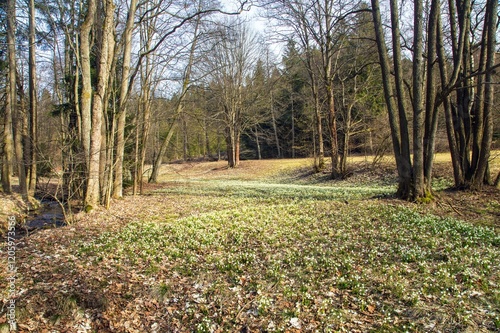 Wallpaper Mural spring snowflakes flowers in latin leucojum vernum Torontodigital.ca