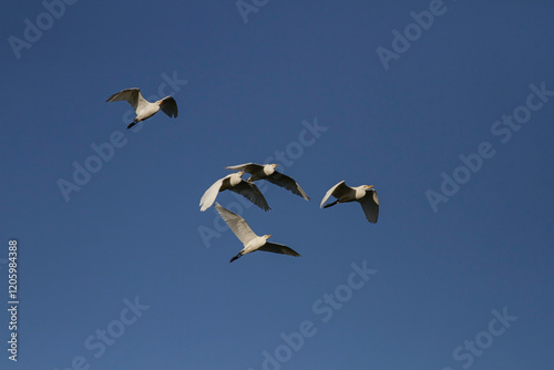 Flock of cattle egret in flight photo