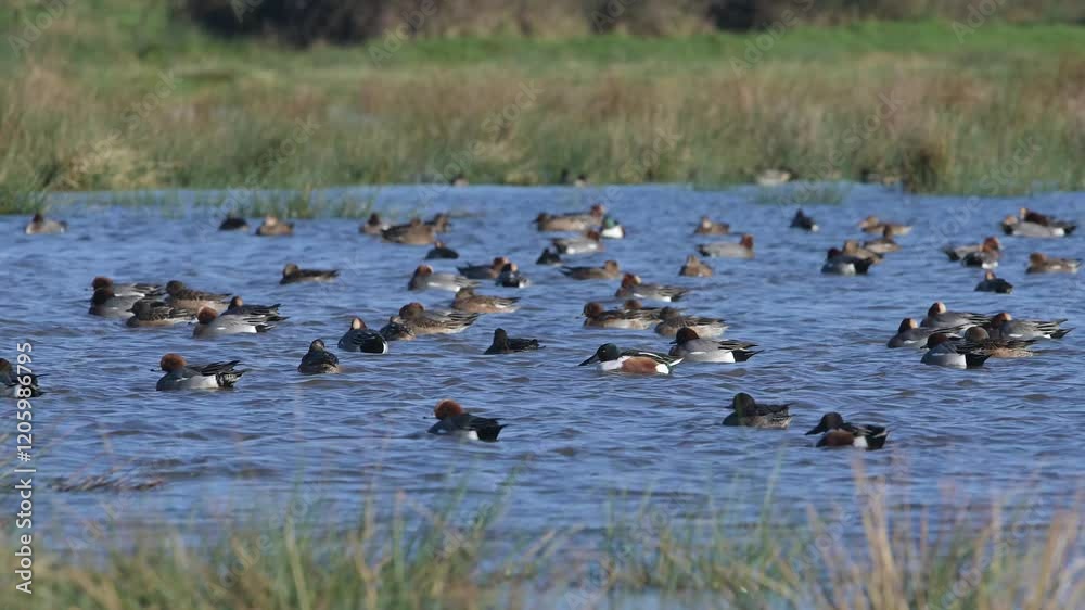 Eurasian Wigeon, Mareca penelope, birds on winter marshes Eurasian Wigeon, Mareca penelope, birds on winter marshes