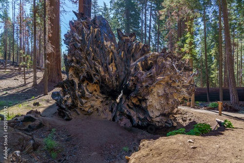Giant sequoia tree uprooted with roots exposed in Sequoia National Forest