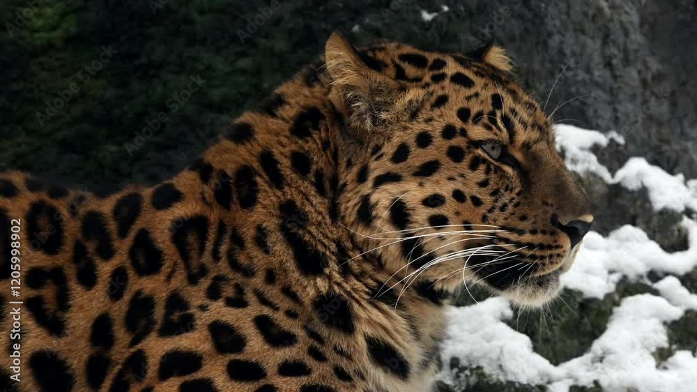 Amur leopard in winter snowfall at national park reserve: a glimpse into the life of an endangered predator Amur leopard in winter snowfall at national park reserve: a glimpse into the life of an endangered predator