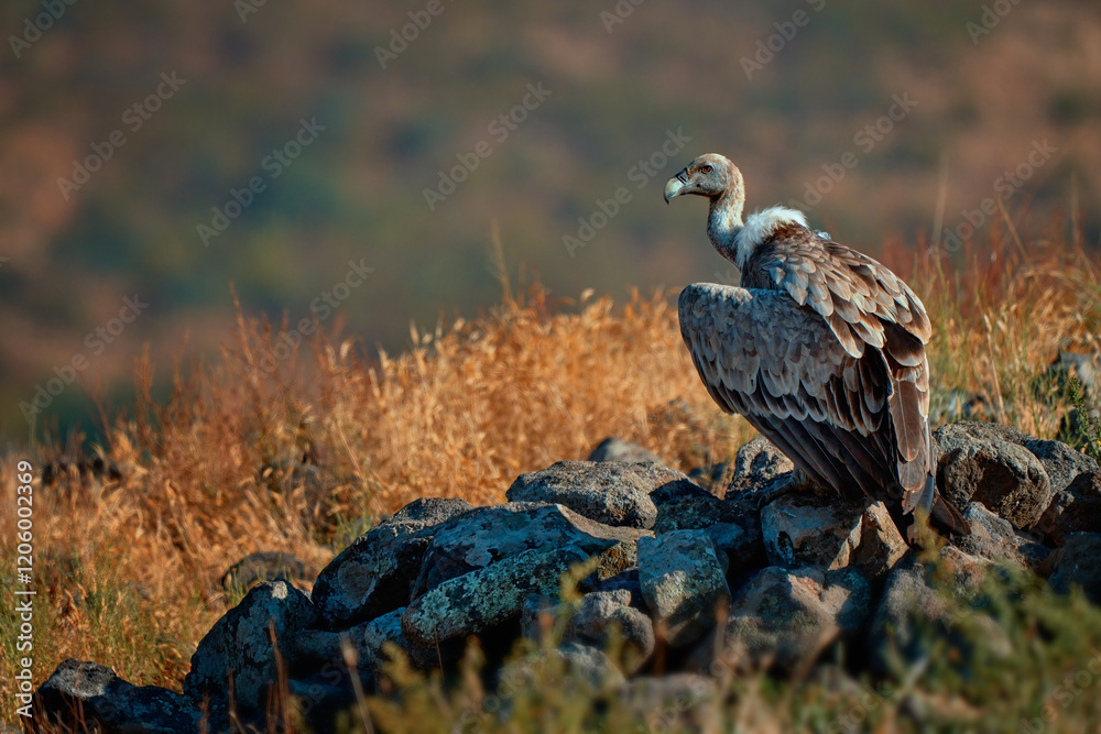 Fototapeta premium Griffon vulture (Gyps fulvus) a large bird of prey. Wild vultures in the mountains of Bulgaria. Madzharovo, Eastern Rhodopes. Scavengers feed at sunrise. Wild live scene in nature.