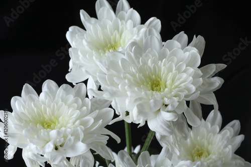 beautiful white chrysanthemum in the garden