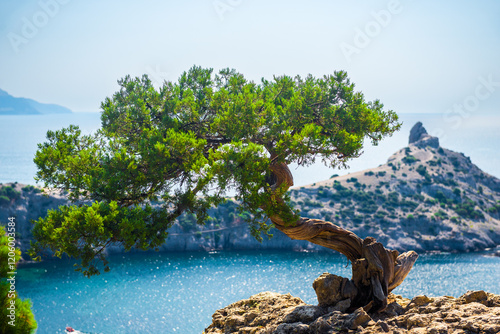 Picturesque ornate bonsai pine on a rocky slope overlooking Deliliman Bay and Cape Kapchik. Crimean Peninsula. Russia