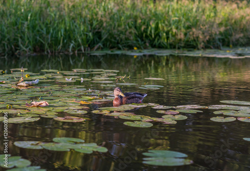ducks on the lake