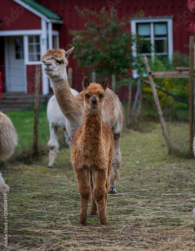 baby alpaca and his mother