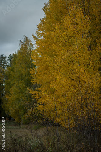 autumn trees in the forest