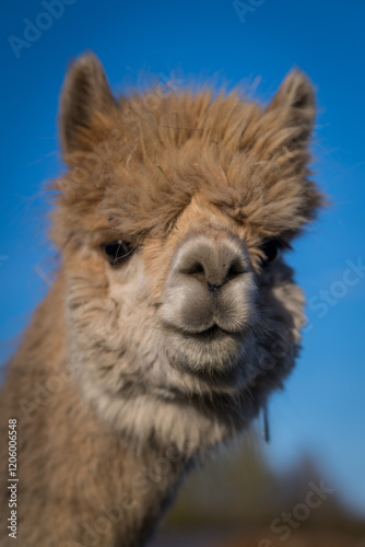 close up of a alpaca