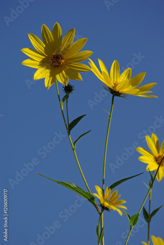 Silphium perfoliatum jaune au jardin en été photo