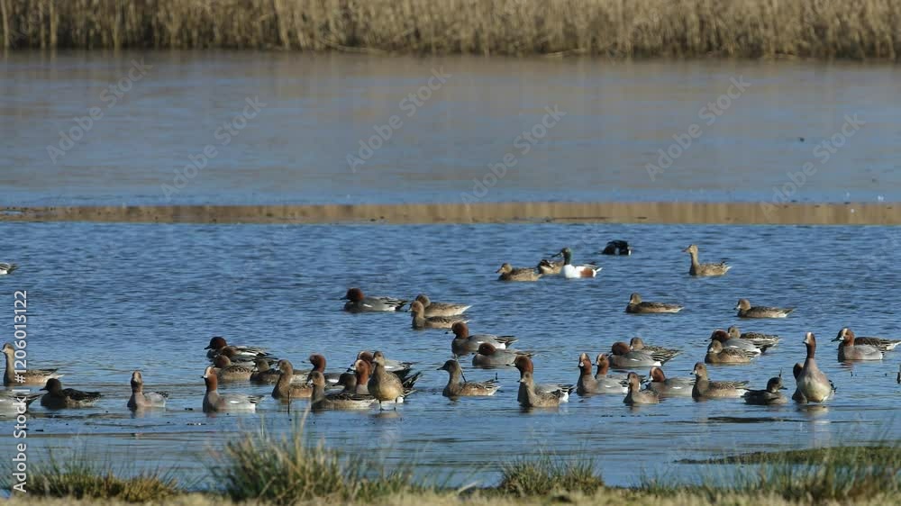 Eurasian Wigeon, Mareca penelope, birds on winter marshes Eurasian Wigeon, Mareca penelope, birds on winter marshes