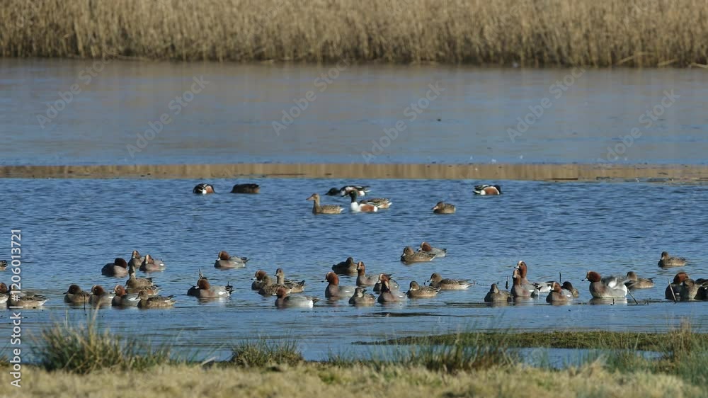 Eurasian Wigeon, Mareca penelope, birds on winter marshes Eurasian Wigeon, Mareca penelope, birds on winter marshes
