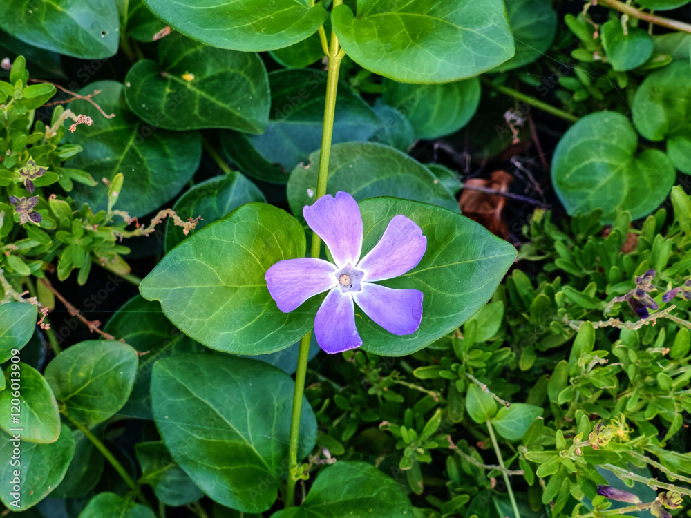 A beautiful purple flower is elegantly surrounded by vibrant green leaves A beautiful purple flower is elegantly surrounded by vibrant green leaves