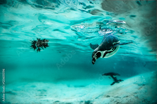 Isolated humboldt penguin swimming at the oceanarium photo