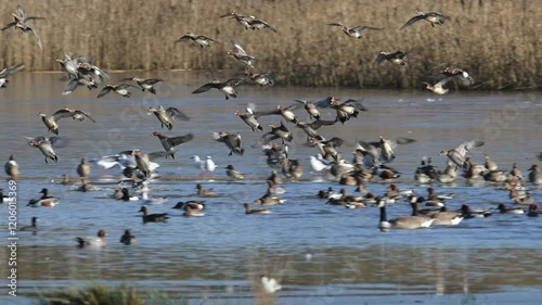 Eurasian Wigeon, Mareca penelope, birds in flight over winter marshes