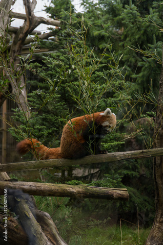 Finland, Helsinki. Korkeasaari, Zoo