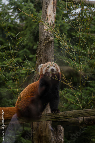 Finland, Helsinki. Korkeasaari, Zoo