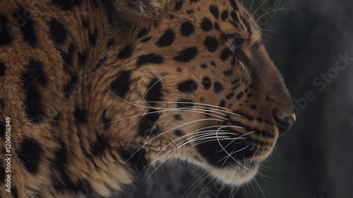 Amur leopard explores snowy landscape in a national park during winter mornings