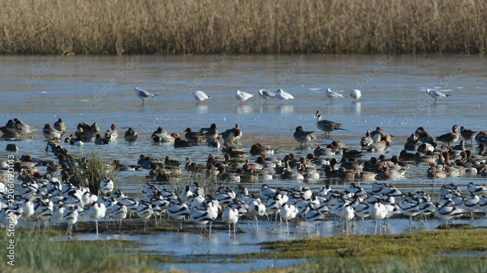 Eurasian Wigeon, Mareca penelope, birds in flight over winter marshes Eurasian Wigeon, Mareca penelope, birds in flight over winter marshes