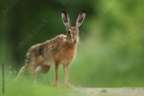 Zając szarak, hare, (Lepus europaeus) photo