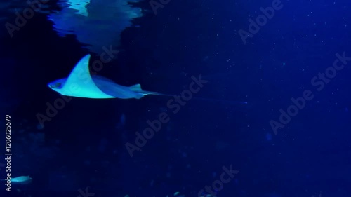 Oman cownose ray, its scientific name is Rhinoptera jayakari photo