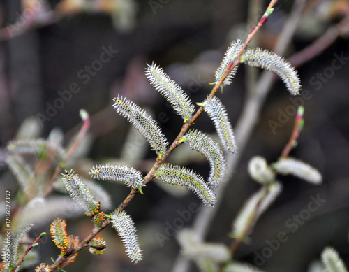 Purple willow (Salix purpurea) grows in nature