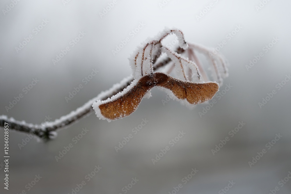 A close-up photograph capturing the delicate beauty of frost-covered autumn leaves on a branch. The snow and ice, stand out against a softly blurred winter forest background. A close-up photograph capturing the delicate beauty of frost-covered autumn leaves on a branch. The snow and ice, stand out against a softly blurred winter forest background.