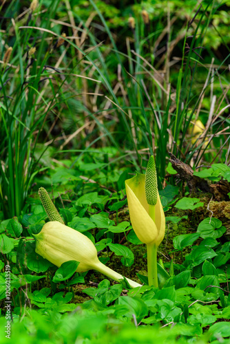 American skunk-cabbage Lysichiton americanus -  Yellow flowered wild plant in humid forest, USA photo