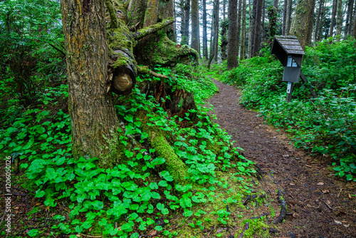 A hiking trail in the forest near the ocean shore in Olympic National Park, Washington