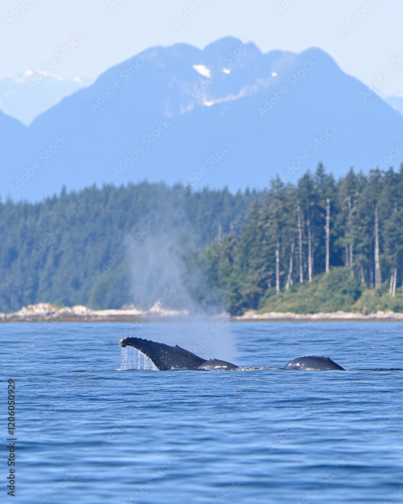 Fototapeta premium Whale Tail Breaching Ocean Mountain Background Summer Nature Wildlife
