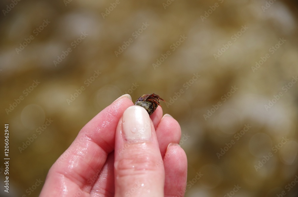 Obraz premium A small crab in a woman’s hand
