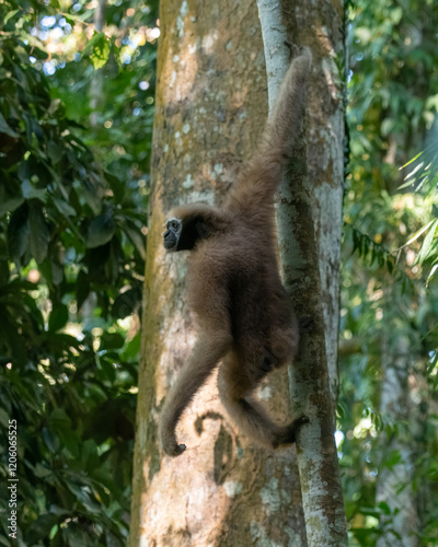 western hoolock gibbon (Hoolock hoolock), a primate from the gibbon family, Hylobatidae observed in Delhing Patkai, Assam, India