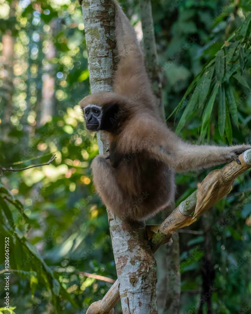 Naklejka premium western hoolock gibbon (Hoolock hoolock), a primate from the gibbon family, Hylobatidae observed in Delhing Patkai, Assam, India
