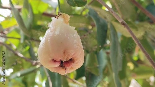 Bees and small ants eat the honey in the water guava. Insects eat water guava. photo