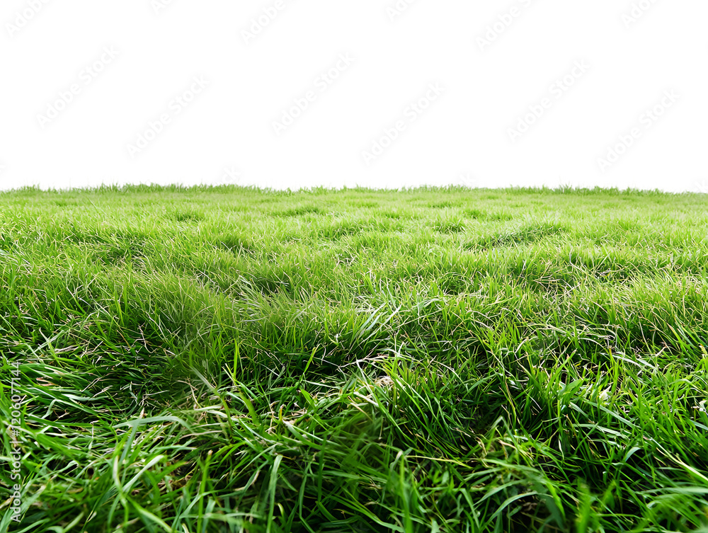 Green Grass Field, Isolated on Transparent Background Green Grass Field, Isolated on Transparent Background