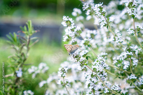 Close-up of a gossamer-winged butterfly (family Lycaenidae) Phengaris nausithous, Syn.: Maculinea nausithous/Glaucopsyche nausithous)/Bläuling feeding on thyme flowers / Concept: insect friendly plant