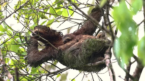 A sloth with a baby in Costa Rica