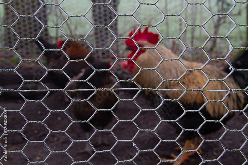 Chickens in a chicken coop after a cold night; the mesh is frosted