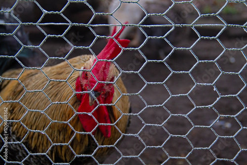 Chickens in a chicken coop after a cold night; the mesh is frosted
