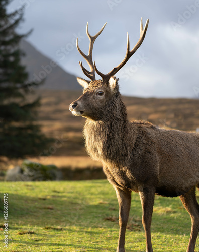 Highland Stag Monarch of the Glen
