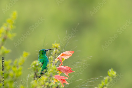 A malachite sunbird Nectarinia famosa) in the Van Reenen area of South Africa. Green foliage and vibrant colors mkae this image pop, and the use of negative space makes for ideal copy space.