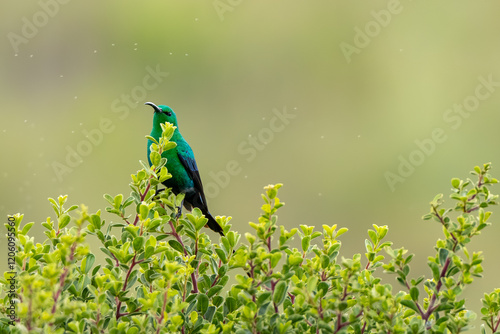 A malachite sunbird Nectarinia famosa) in the Van Reenen area of South Africa. Green foliage and vibrant colors mkae this image pop, and the use of negative space makes for ideal copy space.