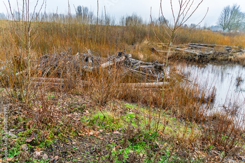 Kent River Deadwood