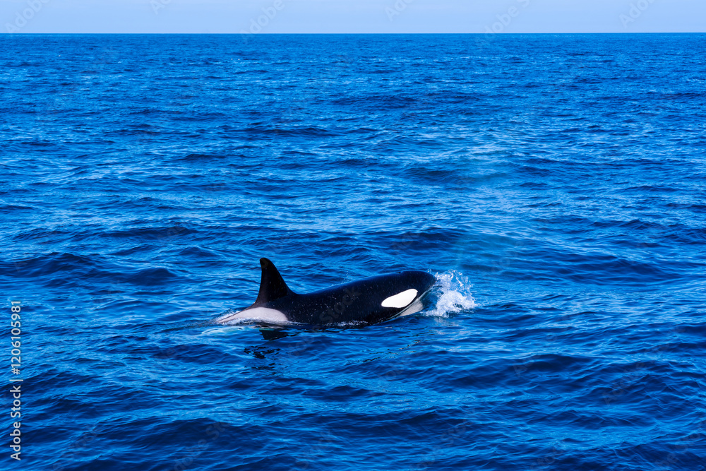 Fototapeta premium Beobachtung von Orkas im Meer vor Island