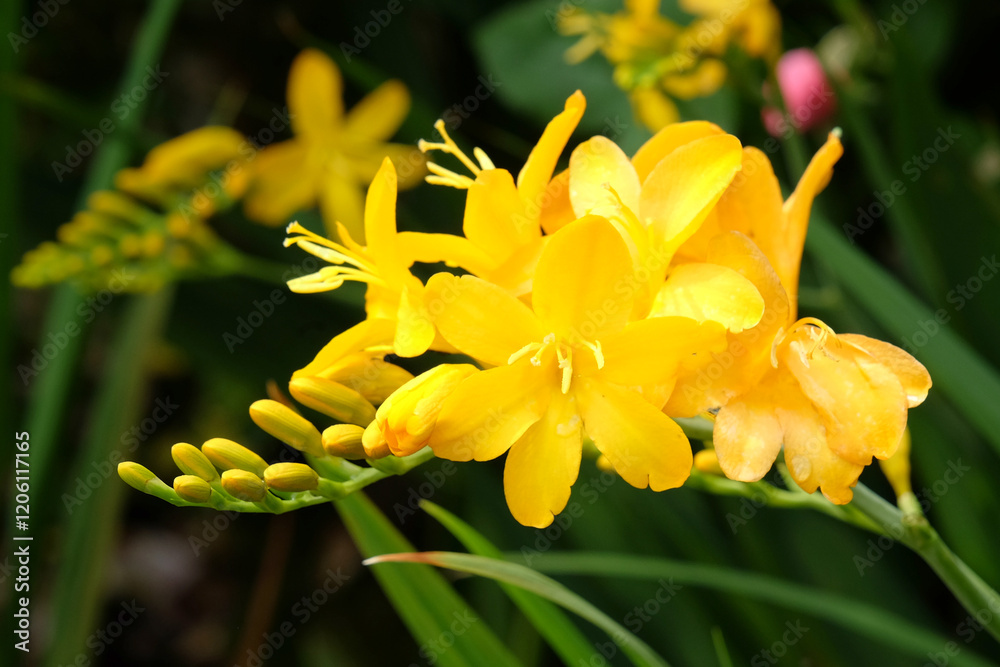 Crocosmia ‘Paul's Best Yellow’ monbretia in flower. Crocosmia ‘Paul's Best Yellow’ monbretia in flower.