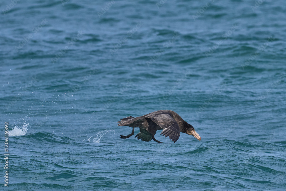 Fototapeta premium Southern Giant Petrels (Macronectes giganteus) taking off from the sea on the coast of Sea Lion Island in the Falkland Islands.