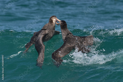 Southern Giant Petrels (Macronectes giganteus) squabbling in the waves along the coast of Sea Lion Island in the Falkland Islands. photo