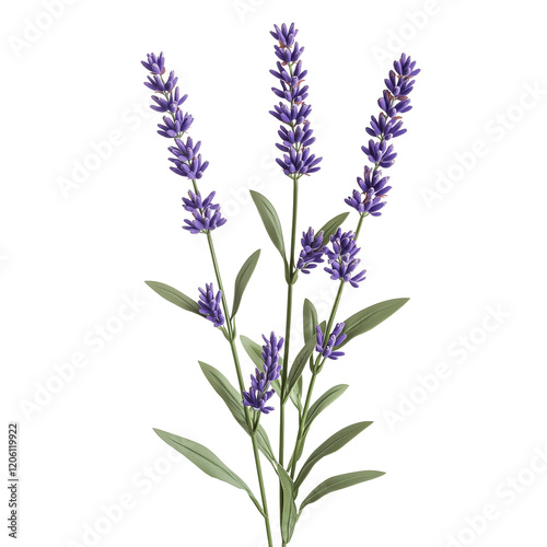 Lavender Flowers in Full Bloom, Isolated on Transparent Background